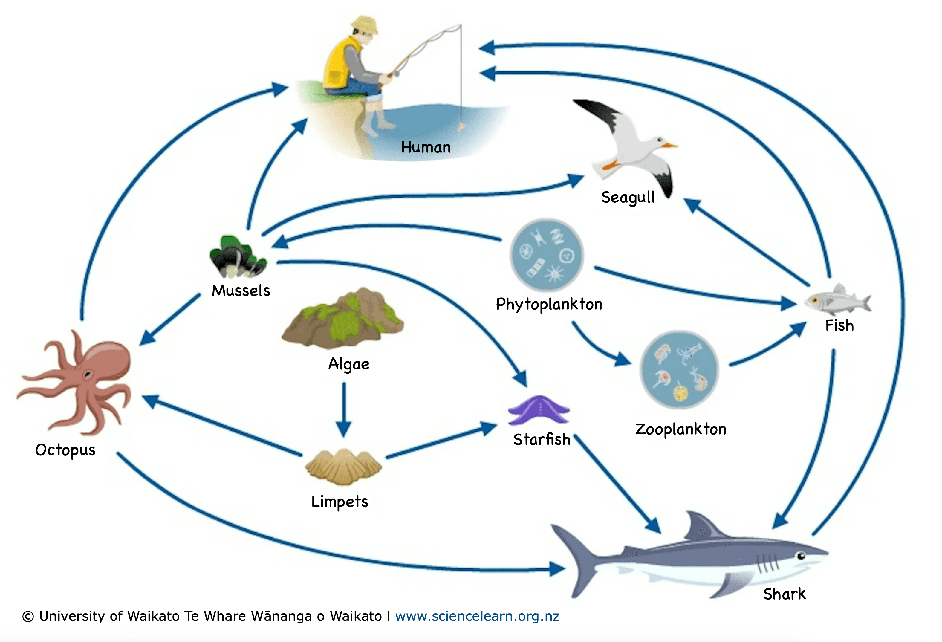 Diagram of a Marine food web.