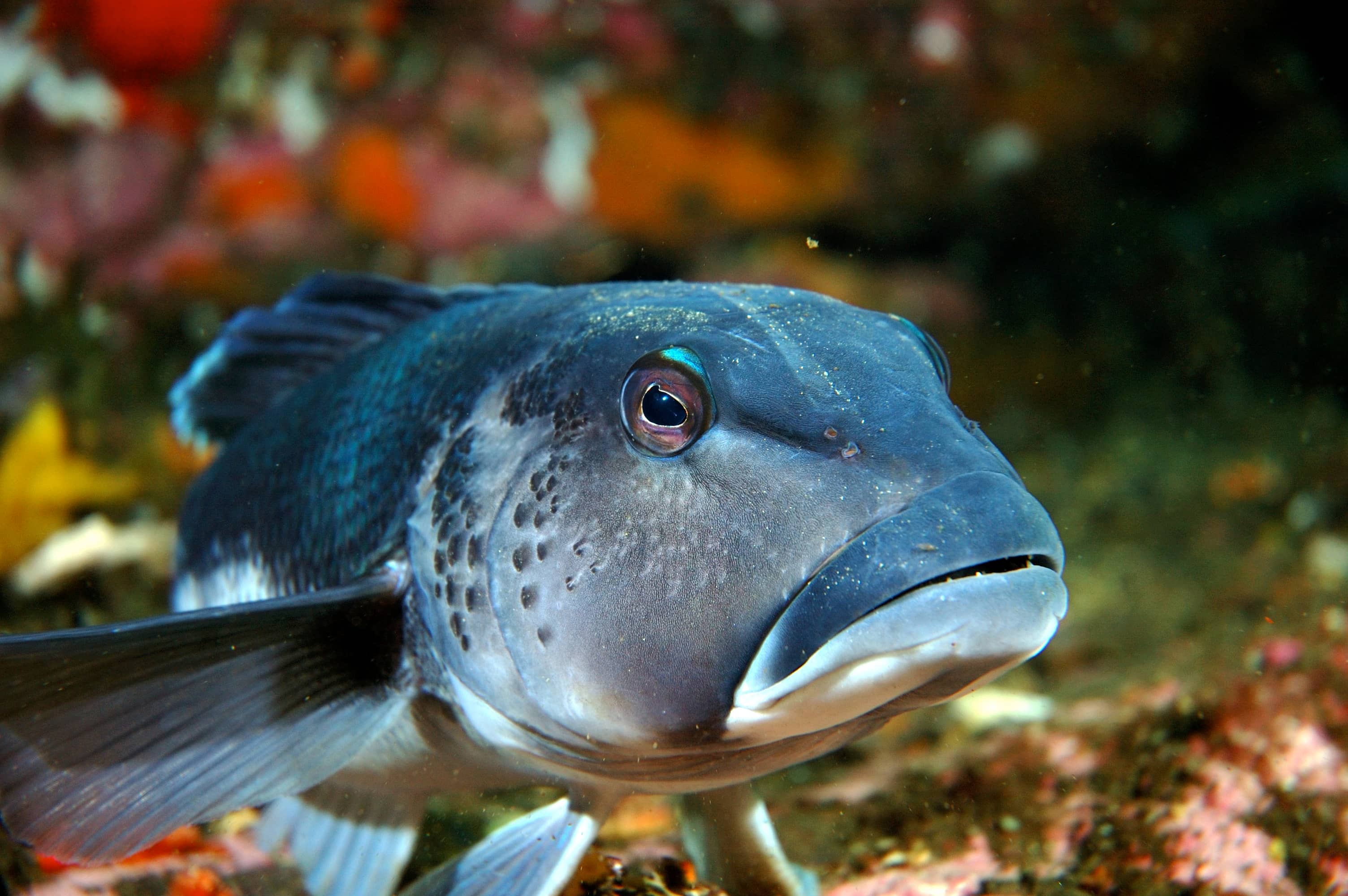 Close up of a Blue cod underwater.