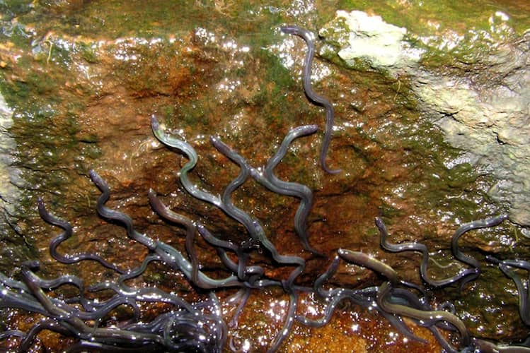 Longfin eels