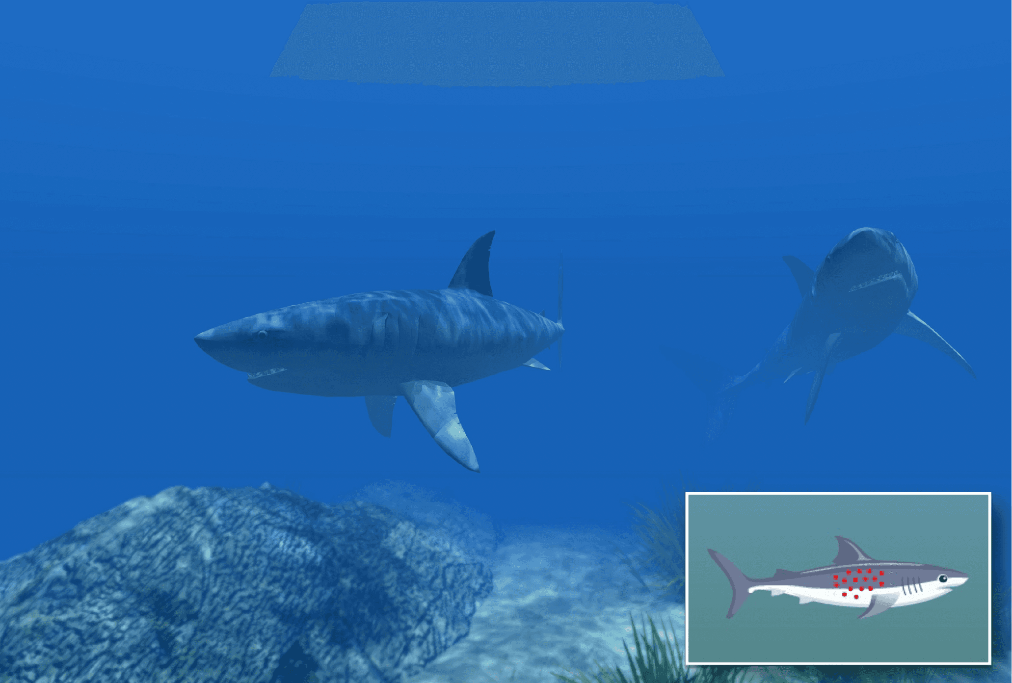 2 sharks underwater, insert of possible toxin bioaccumulation