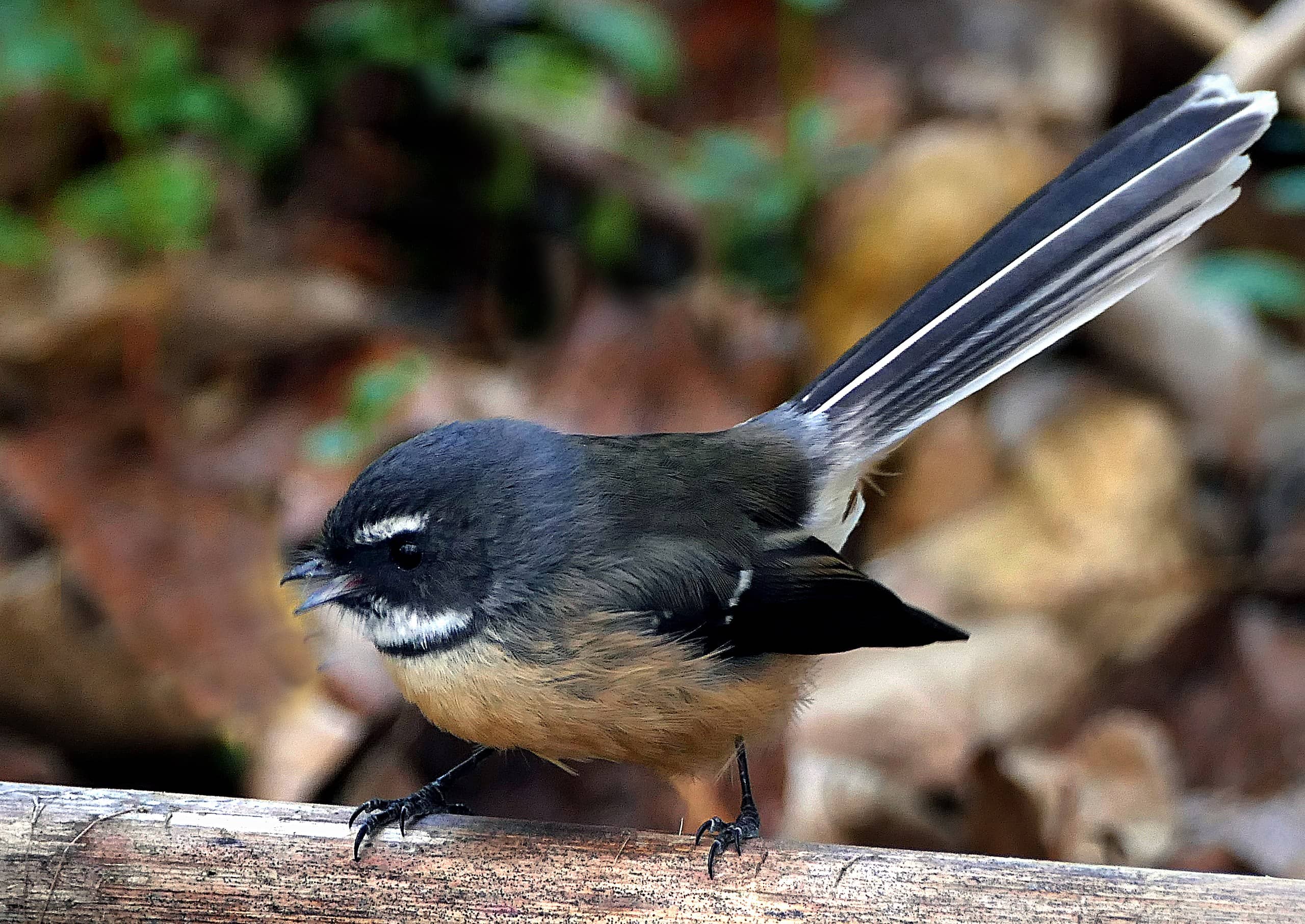 New Zealand Garden Bird Survey – a context for learning