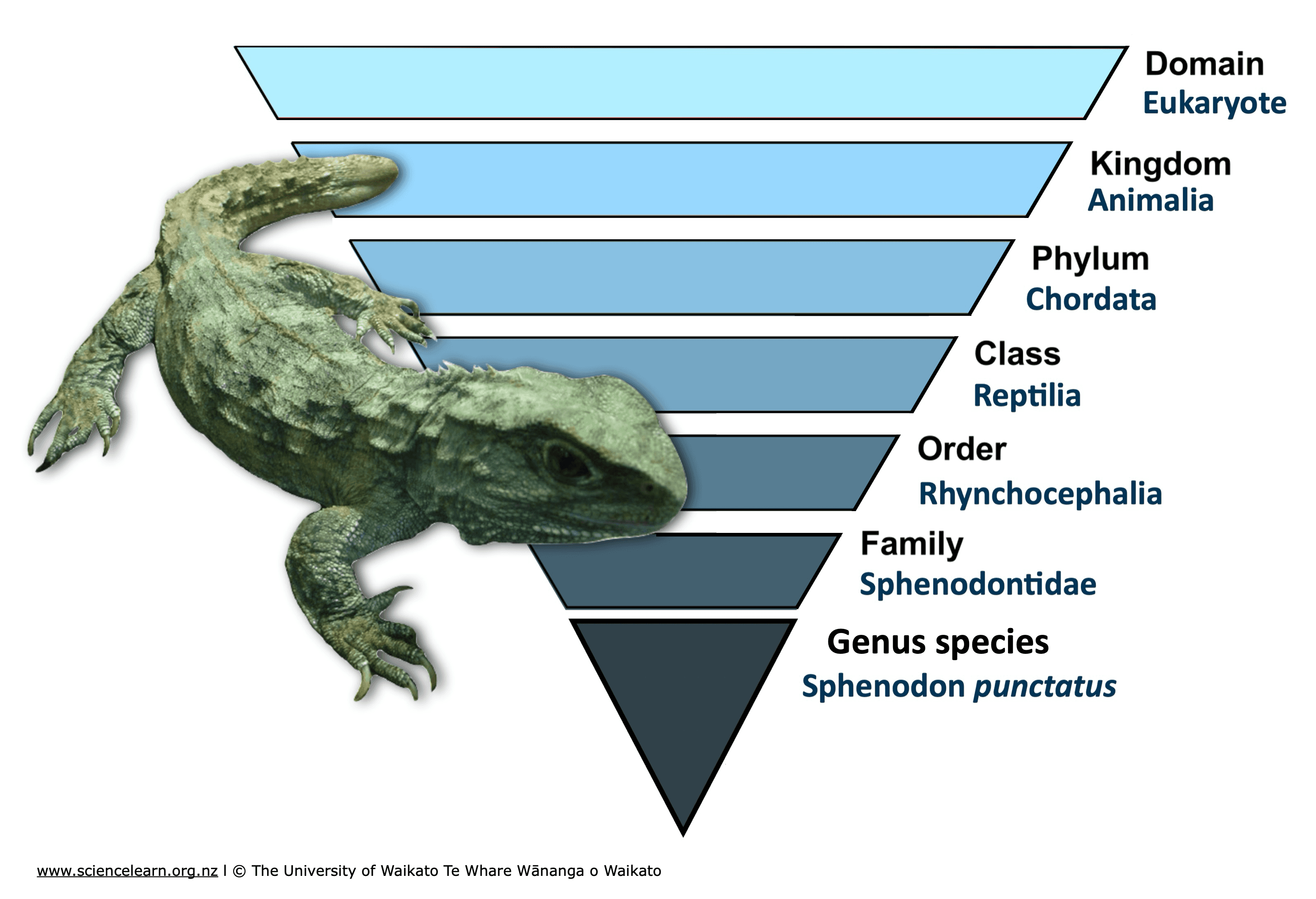 This image represents tuatara classification.