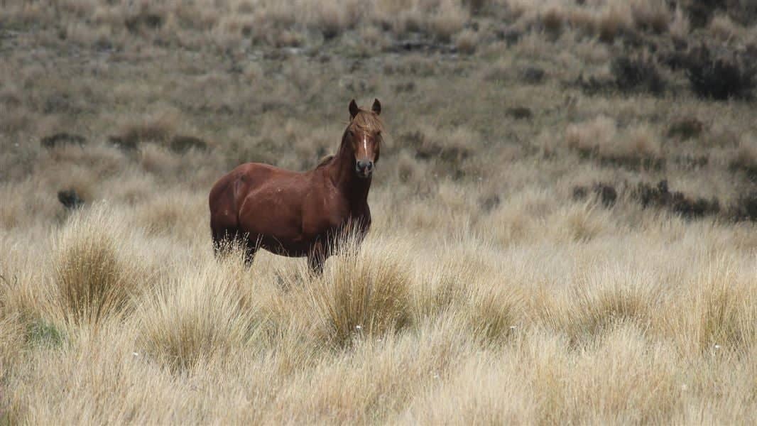 A wild kaimanawa horse in the central North Island Waiouru Military Training Area, New Zealand