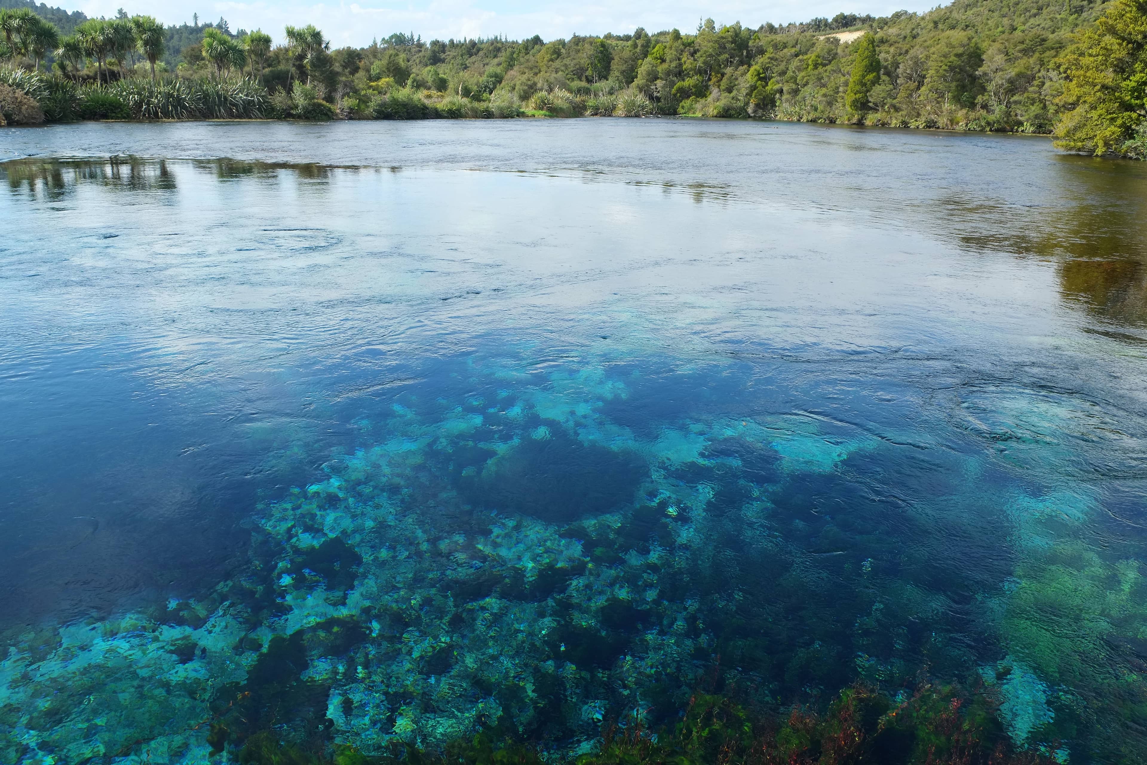 Deeply blue, crystal-clear water spring, Te Waikoropupū Springs New Zealand, in a forested setting.