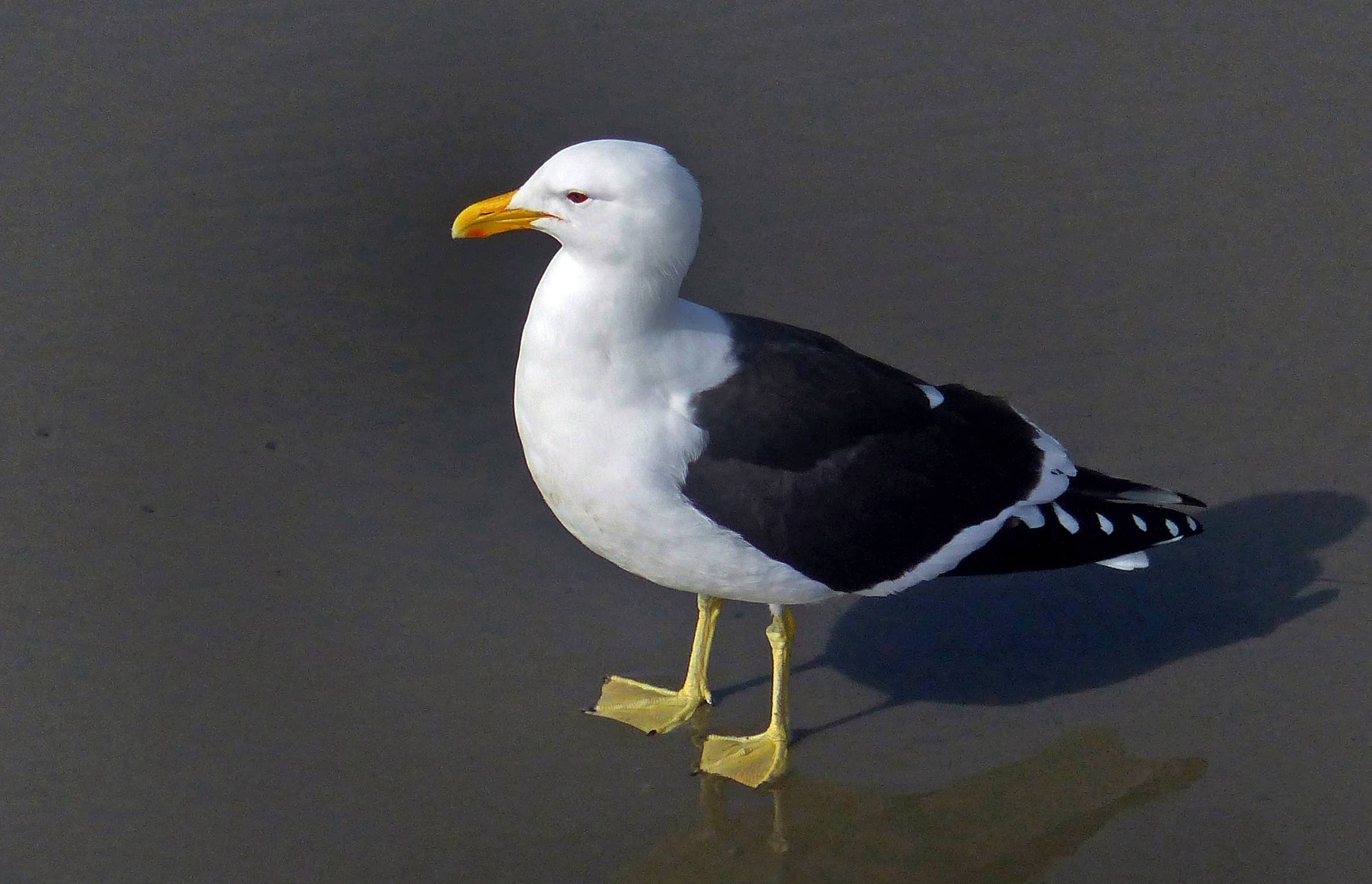 Closeup of black-backed gull standing on dark ground.